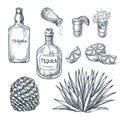 Tequila bottle, shot glass and ingredients, vector sketch. Mexican alcohol drinks. Agave plant and root. Royalty Free Stock Photo