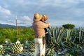 Tequila, Jalisco, Mexico - August 15, 2020: A farmer is drinking water and in the agave field in the countryside.