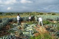Tequila, Jalisco, Mexico - August 15, 2020: Farmers are resting among the agave they have cut in the field.