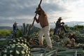 Tequila, Jalisco, Mexico - August 15, 2020: Farmers are working on cutting the agave plant to make tequila.