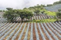 Tequila, Jalisco, Mexico: Royalty Free Stock Photo