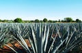 Tequila Landscape Royalty Free Stock Photo