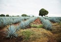 Tequila Landscape Royalty Free Stock Photo