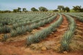 Tequila Landscape Royalty Free Stock Photo