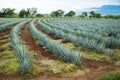 Tequila Landscape Royalty Free Stock Photo