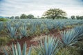 Tequila Landscape Royalty Free Stock Photo