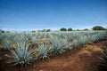 Tequila Landscape Royalty Free Stock Photo