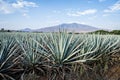 Tequila Landscape Royalty Free Stock Photo