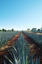 Tequila landscape 4 Royalty Free Stock Photo