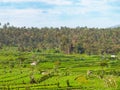 Teraced Agricultural Fields in Asia Royalty Free Stock Photo