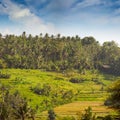 Teraced Rice Fields on a Hillside Plantation in Asia Royalty Free Stock Photo