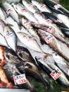 Fresh fish in Teradomari fish market