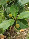 Terap (Artocarpus odoratissimus) is an exotic fruit from North Kalimantan, Indonesia Royalty Free Stock Photo