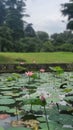 Lotus flower botanical garden Royalty Free Stock Photo