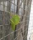 Teratodes monticollis Grasshopper