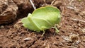 Teratodes monticollis - hooded grasshopper