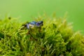 Teratohyla spinosa glass frog spiny cochran frog