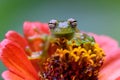 Teratohyla spinosa glass frog spiny cochran frog