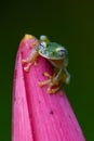 Teratohyla spinosa glass frog spiny cochran frog