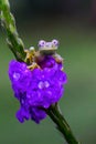 Teratohyla spinosa glass frog spiny cochran frog