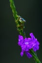 Teratohyla spinosa glass frog