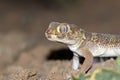 The portrait of Bedraiga`s wonder gecko or Bedriaga`s plate-tailed gecko Royalty Free Stock Photo