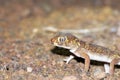 Teratoscincus bedriagai , Bedraiga`s wonder gecko or Bedriaga`s plate-tailed gecko Royalty Free Stock Photo