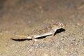 Teratoscincus bedriagai , Bedraiga`s wonder gecko or Bedriaga`s plate-tailed gecko on desert ground Royalty Free Stock Photo