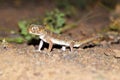 Teratoscincus bedriagai , Bedraiga`s wonder gecko or Bedriaga`s plate-tailed gecko on desert ground Royalty Free Stock Photo