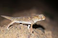 Teratoscincus bedriagai , Bedraiga`s wonder gecko or Bedriaga`s plate-tailed gecko Royalty Free Stock Photo