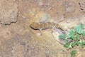 Teratoscincus bedriagai , Bedraiga`s wonder gecko or Bedriaga`s plate-tailed gecko camouflaged on desert ground