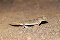 Teratoscincus bedriagai , Bedraiga`s wonder gecko or Bedriaga`s plate-tailed gecko on desert ground