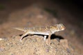 Teratoscincus bedriagai , Bedraiga`s wonder gecko or Bedriaga`s plate-tailed gecko on desert ground