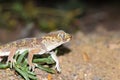 Teratoscincus bedriagai , Bedraiga`s wonder gecko or Bedriaga`s plate-tailed gecko on desert ground Royalty Free Stock Photo