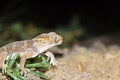 Teratoscincus bedriagai , Bedraiga`s wonder gecko or Bedriaga`s plate-tailed gecko on desert ground Royalty Free Stock Photo
