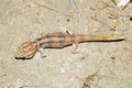 Teratoscincus keyserlingii gecko in desert