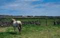 Horse grazing in a green meadow