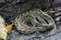 Terciopelo, Bothrops asper, Carara, Costa Rica wildlife