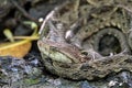 Terciopelo, Bothrops asper, Carara, Costa Rica wildlife Royalty Free Stock Photo