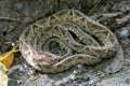 Terciopelo, Bothrops asper, Carara, Costa Rica wildlife Royalty Free Stock Photo