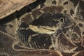 Terciopelo (Bothrops asper) Royalty Free Stock Photo