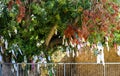 Terebinth Tree - Saint Solomoni Cyprus