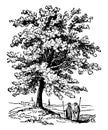 Terebinth Tree vintage illustration