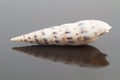 Terebra Maculata Seashell with Reflection Royalty Free Stock Photo