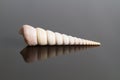 Terebra Maculata Seashell with Reflection Royalty Free Stock Photo