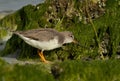 Terek sandpiper feeding at Eker coast of Bahrain Royalty Free Stock Photo