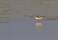 Terek Sandpiper Royalty Free Stock Photo