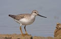 Terek sandpiper russia