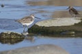 Terek sandpiper standing between rocks on a shallow river basin