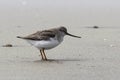 Terek Sandpiper standing on a sandy beach in the spring